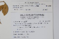 武靴藤藏品圖，第2張