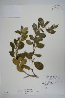 武靴藤藏品圖，第1張