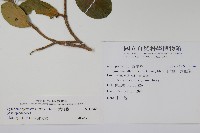 武靴藤藏品圖，第2張