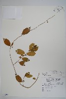 武靴藤藏品圖，第1張