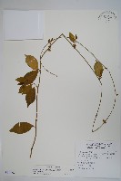 武靴藤藏品圖，第1張