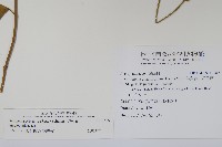 武靴藤藏品圖，第2張