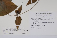 絨毛芙蓉蘭藏品圖，第2張