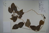 臺灣華他卡藤藏品圖，第1張