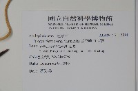 臺灣華他卡藤藏品圖，第2張