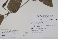 絨毛芙蓉蘭藏品圖，第2張