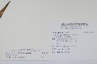 絨毛芙蓉蘭藏品圖，第2張