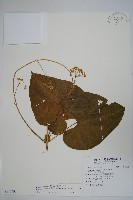 薄葉牛皮消藏品圖，第1張