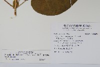 薄葉牛皮消藏品圖，第2張