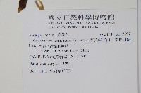 蘭嶼牛皮消、蘭嶼白薇藏品圖，第2張