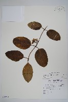 爬森藤藏品圖，第1張