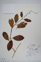 爬森藤藏品圖，第1張