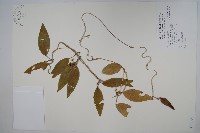 臺灣牛皮消、臺灣白薇藏品圖，第1張