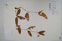 臺灣牛皮消、臺灣白薇藏品圖，第1張