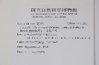 臺灣牛皮消、臺灣白薇藏品圖，第2張