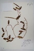 隱鱗藤藏品圖，第1張