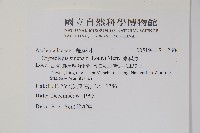 隱鱗藤藏品圖，第2張