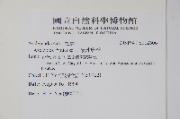 氣球唐棉藏品圖，第2張