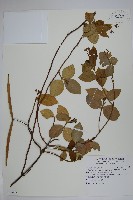 絡石藏品圖，第1張