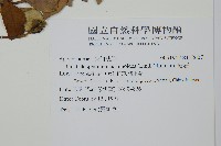 絡石藏品圖，第2張