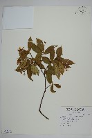 細梗絡石藏品圖，第1張