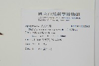 細梗絡石藏品圖，第2張