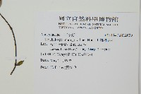 細梗絡石藏品圖，第2張