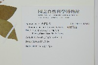 細梗絡石藏品圖，第2張