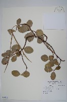 登錄號:S112611藏品圖，第1張