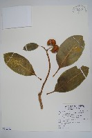 蘭嶼馬蹄花藏品圖，第1張