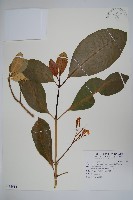 蘭嶼馬蹄花藏品圖，第1張