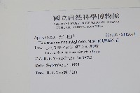 蘭嶼馬蹄花藏品圖，第2張