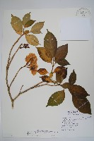 南洋馬蹄花藏品圖，第1張