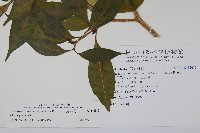 南洋馬蹄花藏品圖，第2張