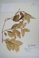 爬森藤藏品圖，第1張