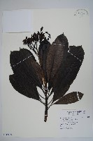 雞蛋花、緬梔藏品圖，第1張