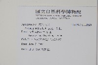 雞蛋花、緬梔藏品圖，第2張