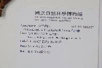 海檸檬、類黑板樹藏品圖，第2張