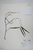 酸藤藏品圖，第1張