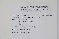 酸藤藏品圖，第2張