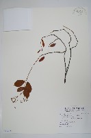 酸藤藏品圖，第1張