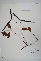 酸藤藏品圖，第1張