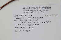 酸藤藏品圖，第2張