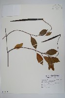 酸藤藏品圖，第1張