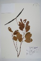 酸藤藏品圖，第1張