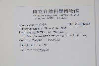 酸藤藏品圖，第2張