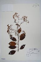 登錄號:S112633藏品圖，第1張