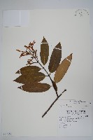 大錦蘭藏品圖，第1張