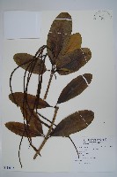 黑板樹藏品圖，第1張