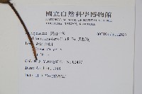 黑板樹藏品圖，第2張